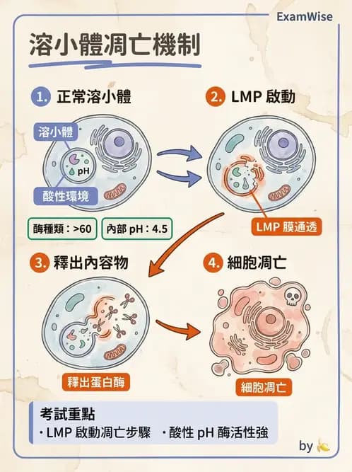 護理師 - 細胞生理 - AI 圖文解析預覽