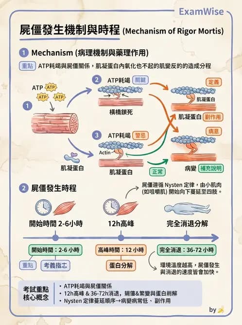 護理師 - 肌肉 - AI 圖文解析預覽