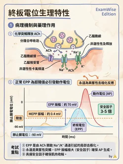 護理師 - 神經傳導、突觸與反射 - AI 圖文解析預覽