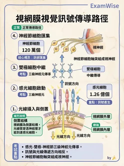 護理師 - 腦功能、自主神經與感覺 - AI 圖文解析預覽
