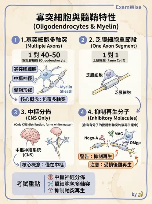 護理師 - 神經系統 - AI 圖文解析預覽