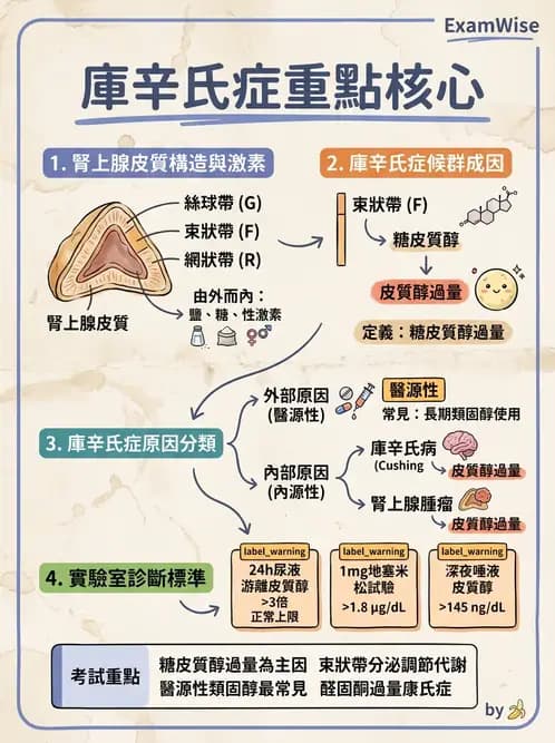 護理師 - 神經及內分泌系統 - AI 圖文解析預覽