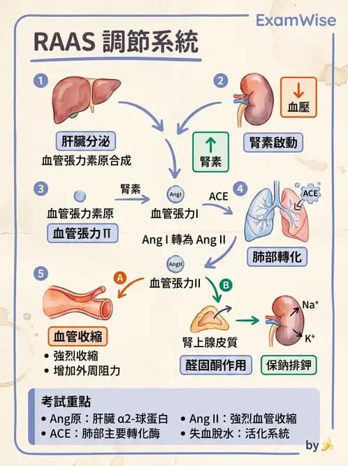護理師 - 泌尿系統 - AI 圖文解析預覽
