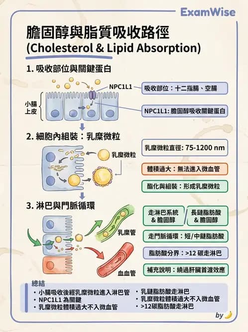 護理師 - 消化系統 - AI 圖文解析預覽