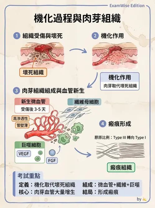 護理師 - 發炎、細胞傷害及修復 - AI 圖文解析預覽