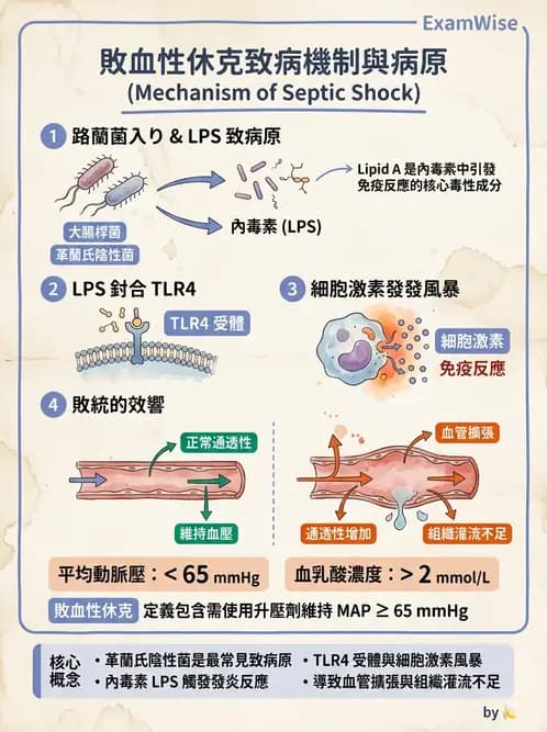 護理師 - 感染及環境疾病 - AI 圖文解析預覽