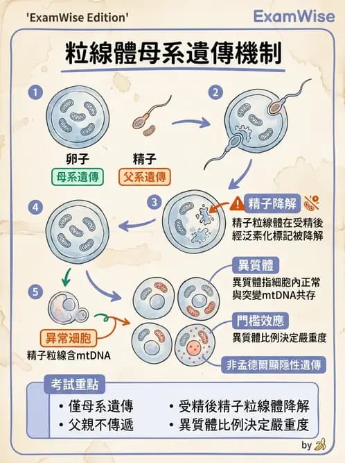 護理師 - 腫瘤及遺傳疾病 - AI 圖文解析預覽
