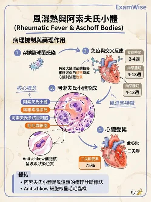 護理師 - 呼吸、循環系統 - AI 圖文解析預覽
