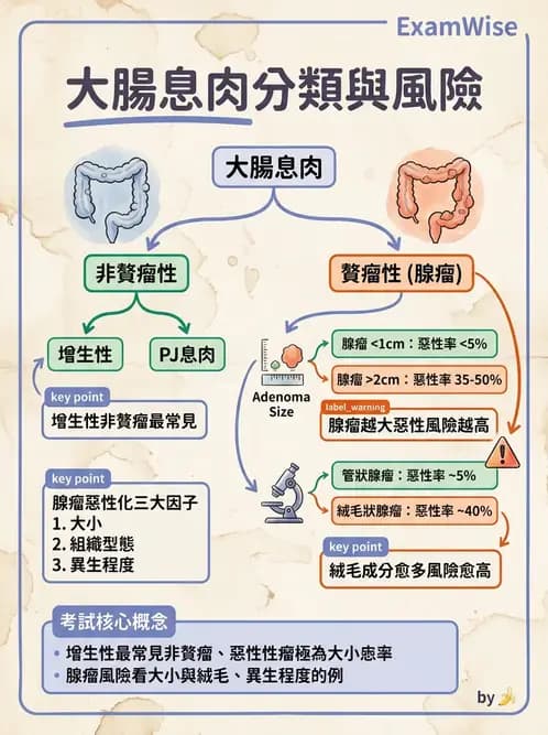 護理師 - 消化及肝膽/胰系統 - AI 圖文解析預覽