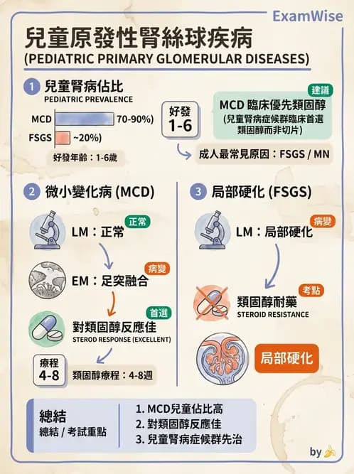 護理師 - 泌尿及男性生殖系統 - AI 圖文解析預覽