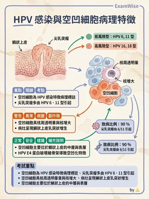 護理師 - 女性生殖系統及乳房 - AI 圖文解析預覽