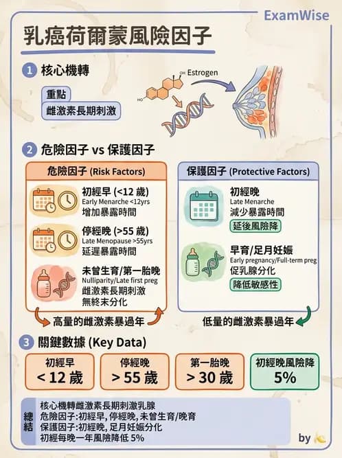 護理師 - 女性生殖系統及乳房 - AI 圖文解析預覽