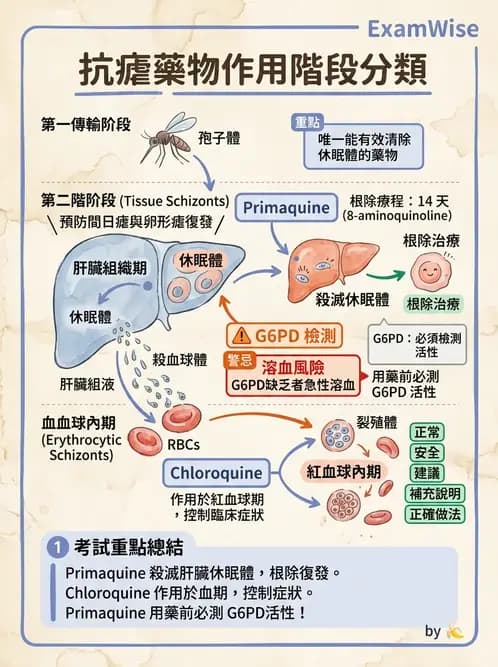 護理師 - 抗感染藥物 - AI 圖文解析預覽