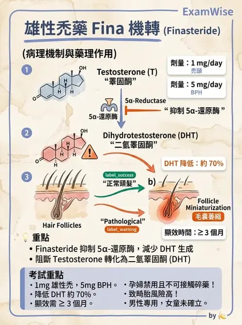 護理師 - 影響新陳代謝及內分泌功能藥物 - AI 圖文解析預覽