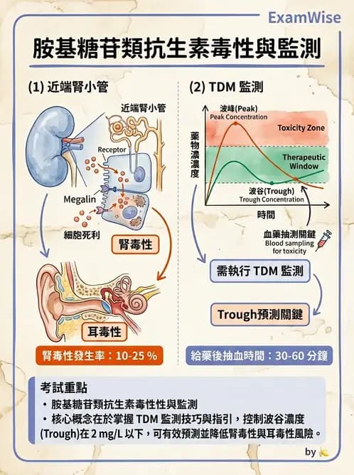 護理師 - 抗感染藥物 - AI 圖文解析預覽
