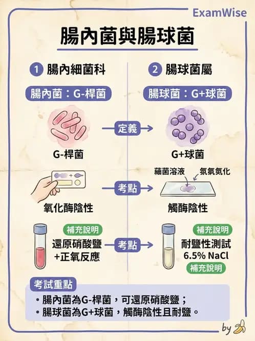護理師 - 革蘭氏陽性細菌 - AI 圖文解析預覽