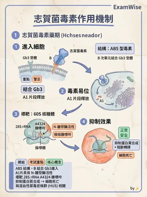 護理師 - 革蘭氏陰性細菌 - AI 圖文解析預覽