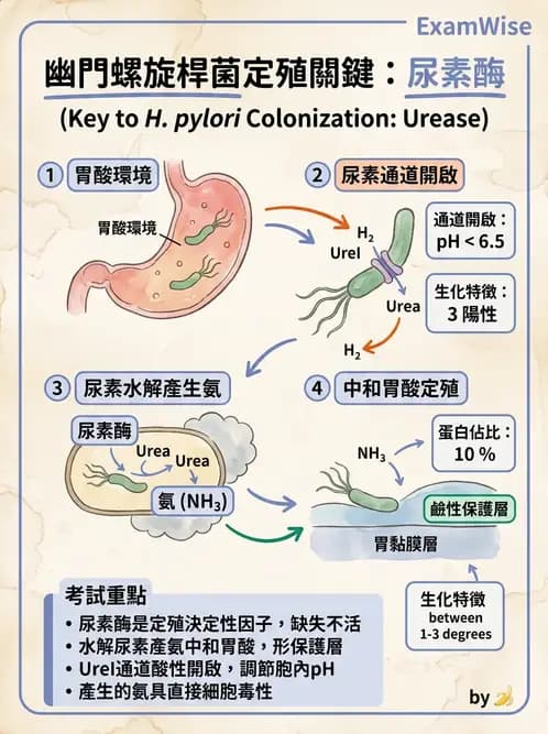 護理師 - 其他細菌 - AI 圖文解析預覽