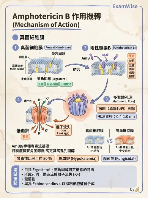 護理師 - 黴菌學概論 - AI 圖文解析預覽