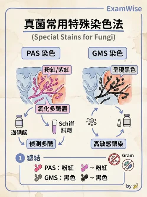護理師 - 黴菌學概論 - AI 圖文解析預覽