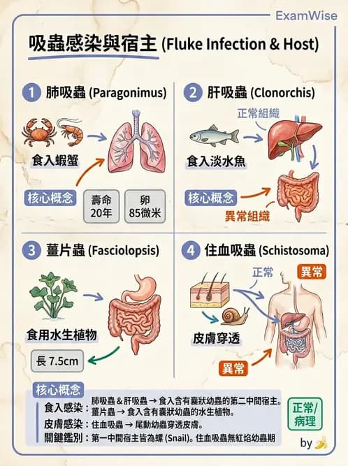 護理師 - 寄生蟲概論 - AI 圖文解析預覽