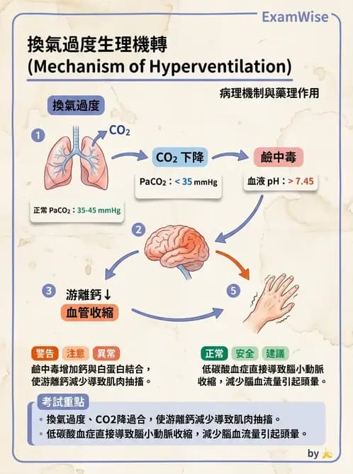 護理師 - 體溫與呼吸評估 - AI 圖文解析預覽