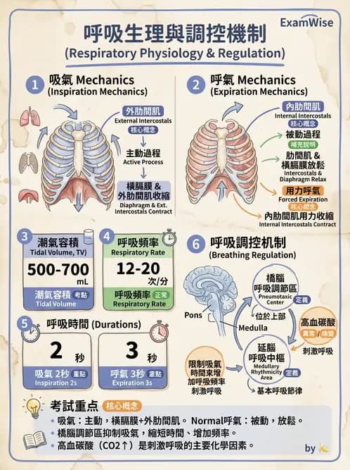 護理師 - 體溫與呼吸評估 - AI 圖文解析預覽