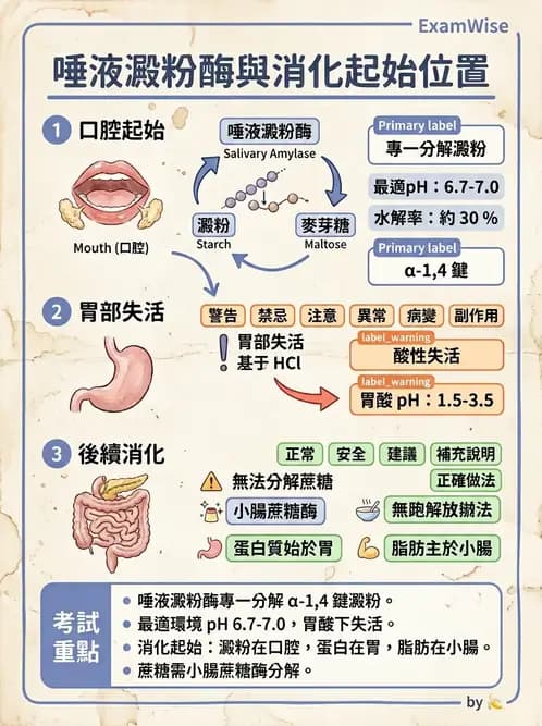 護理師 - 上消化道疾病 - AI 圖文解析預覽