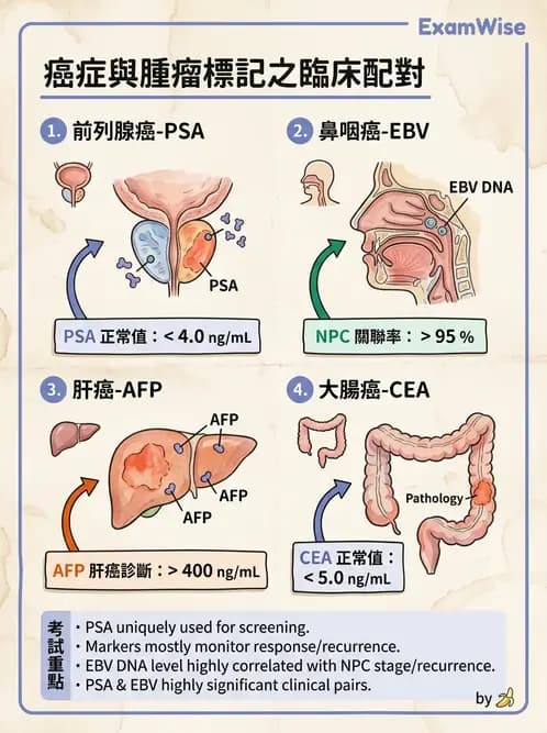 護理師 - 腫瘤概論與診斷 - AI 圖文解析預覽