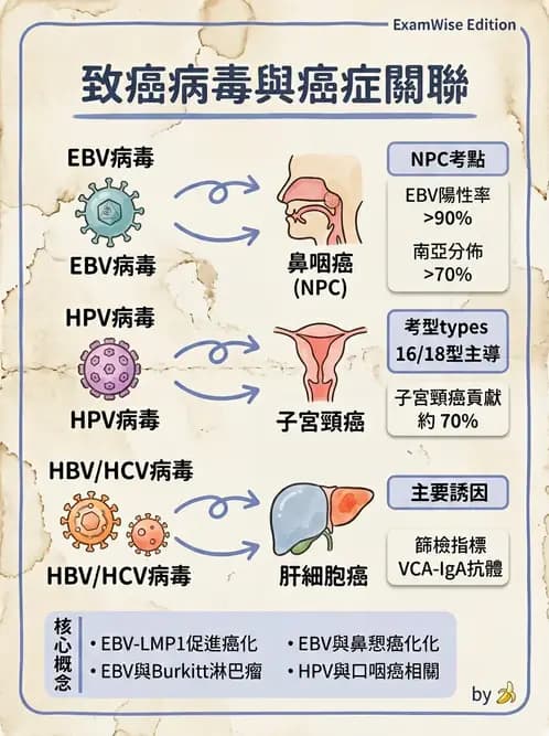 護理師 - 其他常見癌症護理 - AI 圖文解析預覽