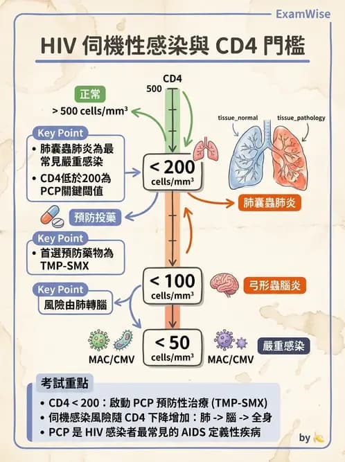 護理師 - 器官移植與AIDS - AI 圖文解析預覽