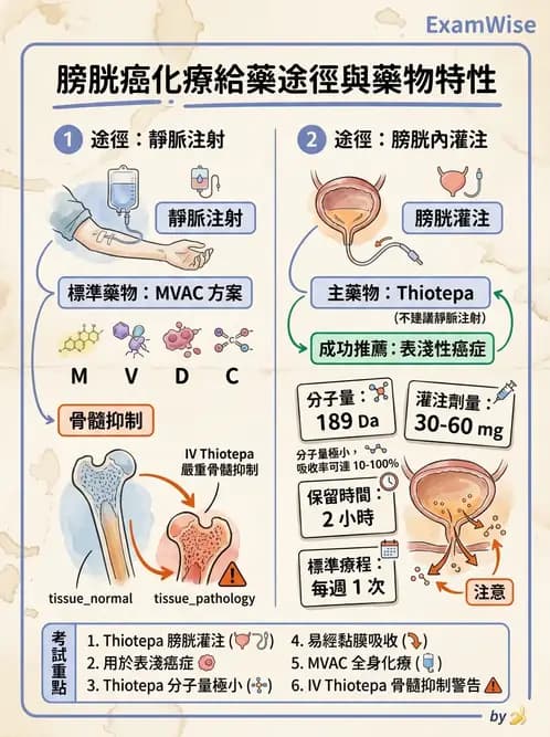 護理師 - 其他常見癌症護理 - AI 圖文解析預覽