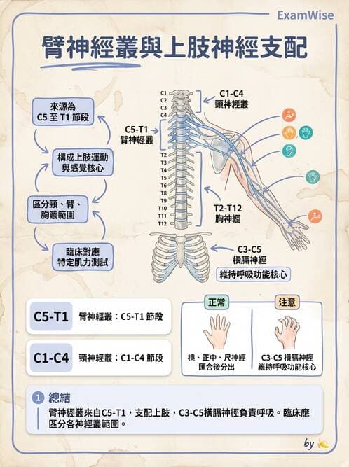 護理師 - 神經系統 - AI 圖文解析預覽