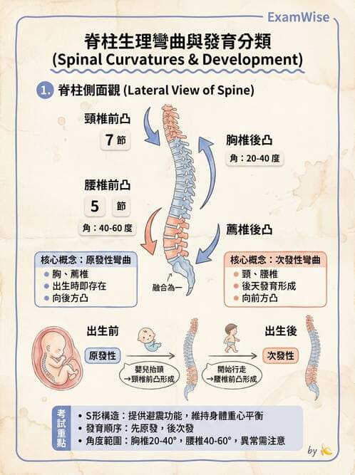 護理師 - 骨骼、肌肉系統 - AI 圖文解析預覽