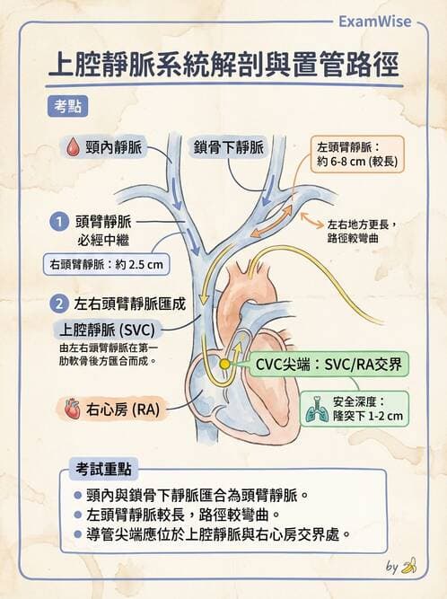 護理師 - 循環系統 - AI 圖文解析預覽