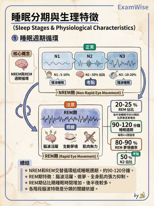 護理師 - 腦功能、自主神經與感覺 - AI 圖文解析預覽