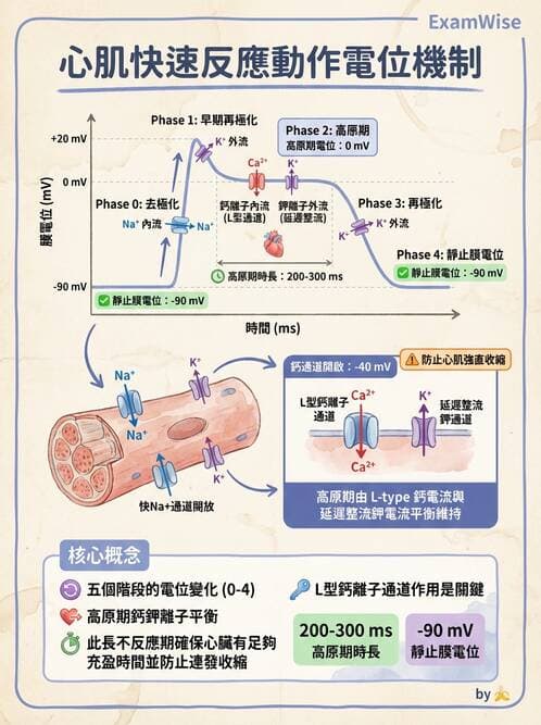護理師 - 循環系統 - AI 圖文解析預覽