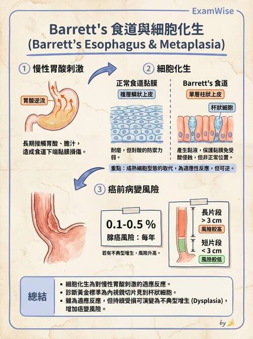 護理師 - 消化及肝膽/胰系統 - AI 圖文解析預覽