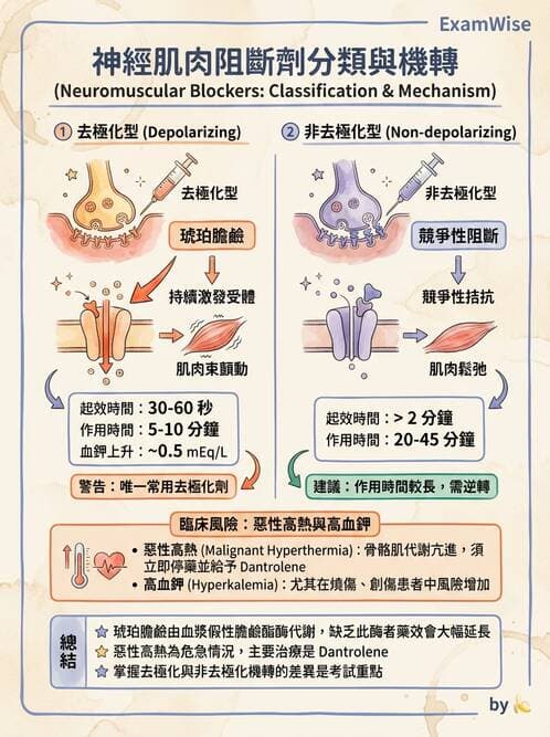 護理師 - 鎮痛、麻醉與神經科藥物 - AI 圖文解析預覽