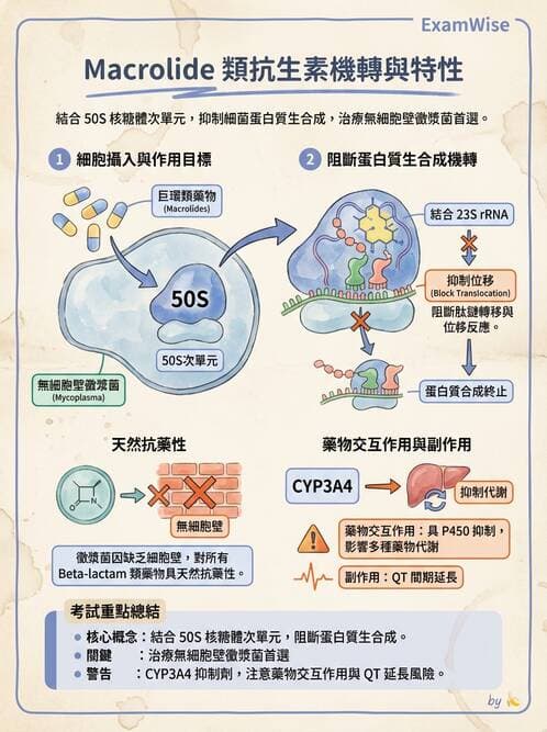 護理師 - 其他細菌 - AI 圖文解析預覽