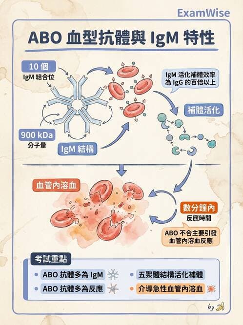 護理師 - 免疫系統組成、抗原-抗體、補體、先天性免疫 - AI 圖文解析預覽