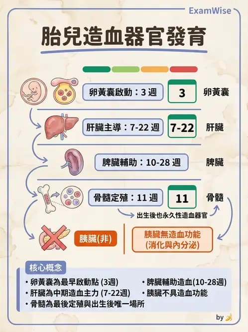 護理師 - 胎兒發育與監測評估 - AI 圖文解析預覽