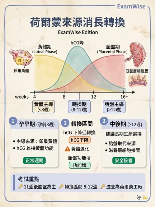 護理師 - 孕期生理變化與不適護理 - AI 圖文解析預覽