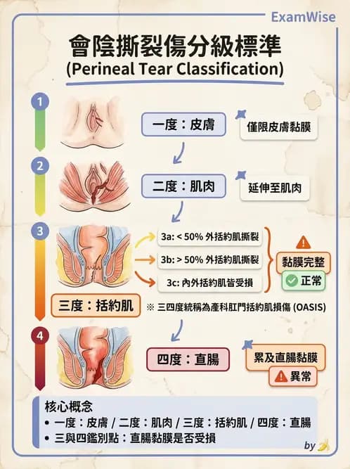 護理師 - 分娩過程與產科急症 - AI 圖文解析預覽
