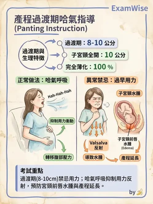 護理師 - 產程機轉與待產護理 - AI 圖文解析預覽
