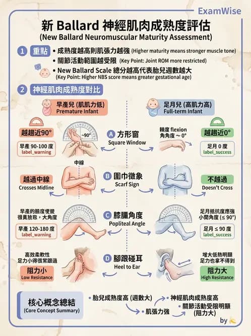 護理師 - 新生兒評估與生理特徵 - AI 圖文解析預覽