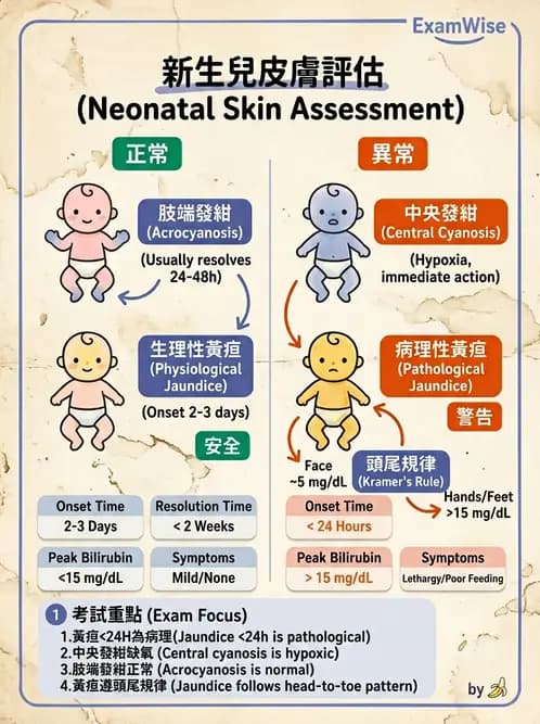 護理師 - 新生兒評估與生理特徵 - AI 圖文解析預覽