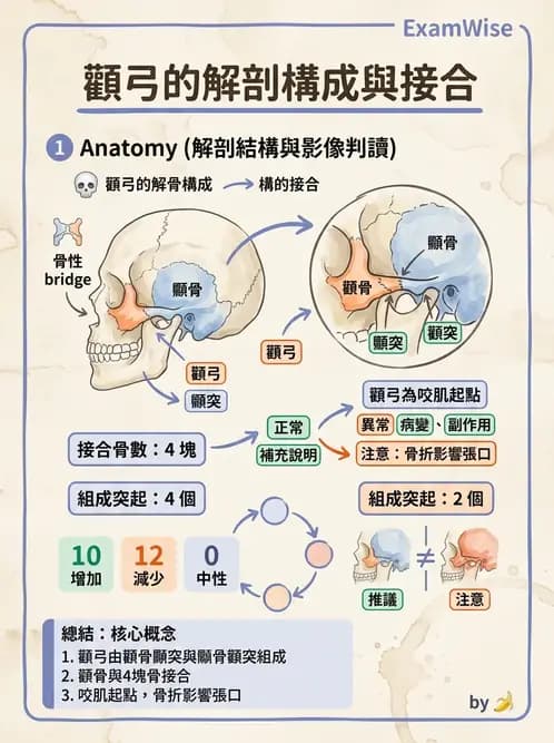 護理師 - 骨骼、肌肉系統 - AI 圖文解析預覽