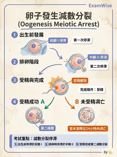 護理師 - 生殖系統 - AI 圖文解析預覽