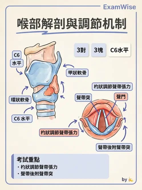 護理師 - 呼吸系統 - AI 圖文解析預覽